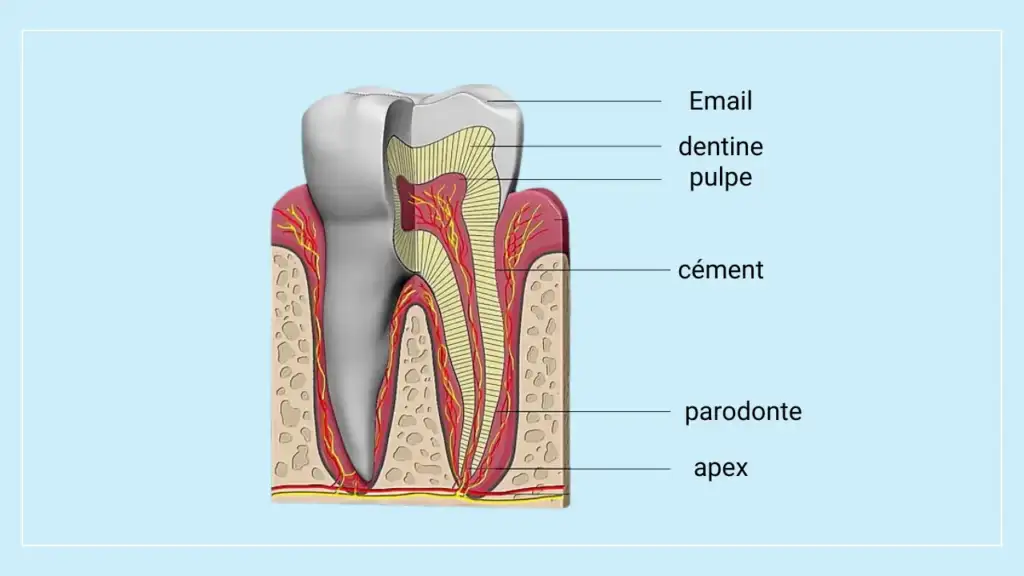 Schéma d'une dent montrant l'anatomie du parodonte, avec l'email, la dentine, la pulpe, et les ligaments parodontaux pour expliquer la stabilité dentaire. Par Le Bord Libre.